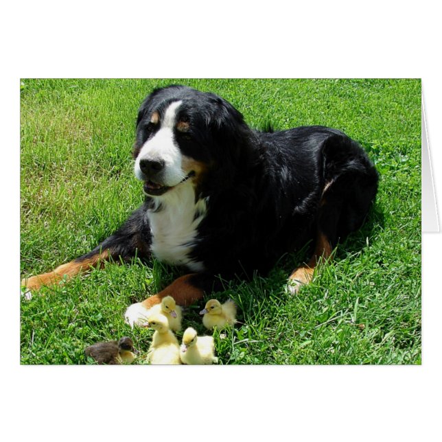 Serena och Ducklings Tillfällen Card Hälsningskort (Framsidan Horizontal)