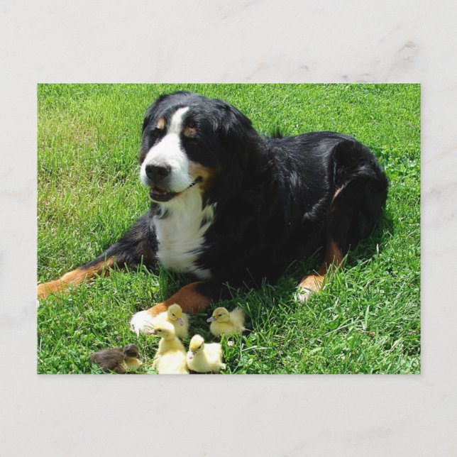 Serena och Ducklings Vykort (Framsida)