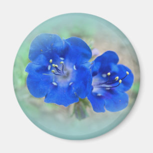Serenat i Blue Magnet