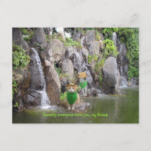 Serene Bubba Vykort