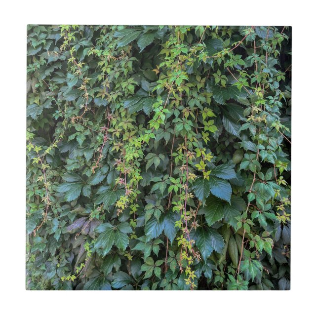 Serene Grönt Ivy Wall Hanging Vines Plant Löv Kakelplatta (Framsidan)
