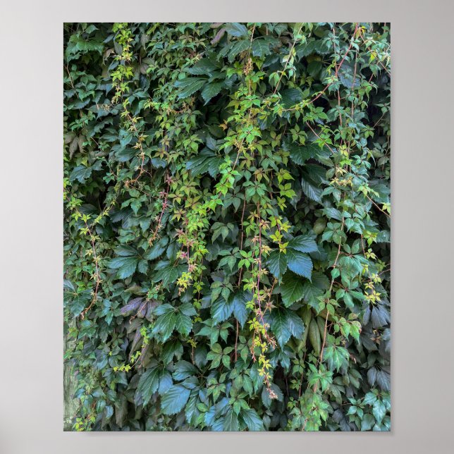 Serene Grönt Ivy Wall Hanging Vines Plant Löv Poster (Framsidan)