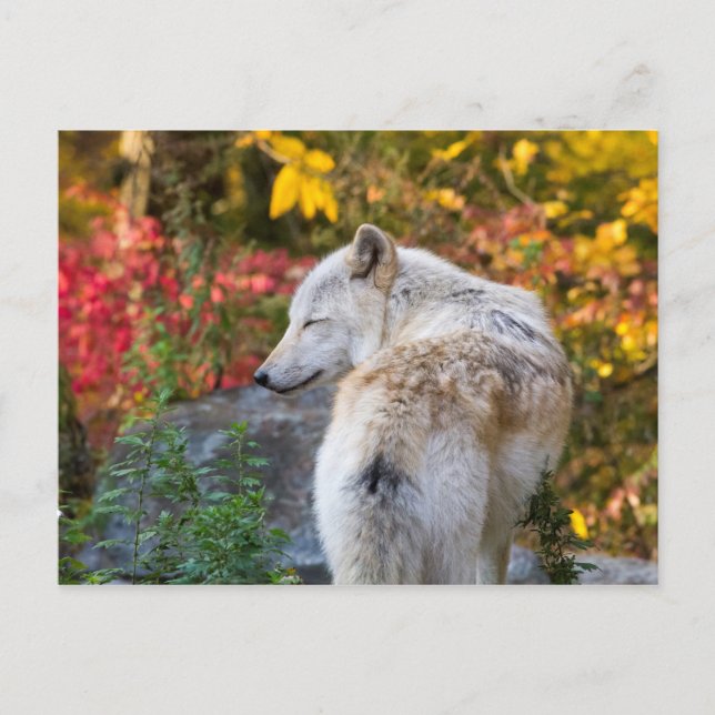 Serene Höst-Varg Vykort (Framsida)