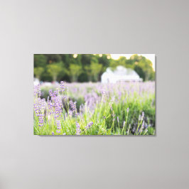 Serene Lavender Fält Canvastryck