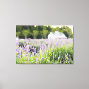 Serene Lavender Fält Canvastryck