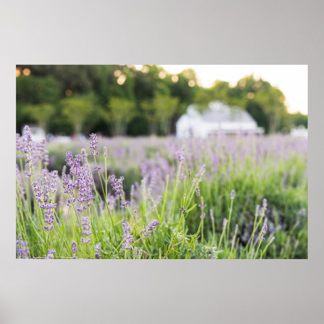 Serene Lavender Fält Poster (Framsidan)