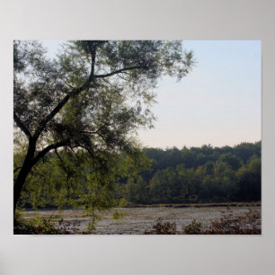 Serene Marsh och Träd natur Poster