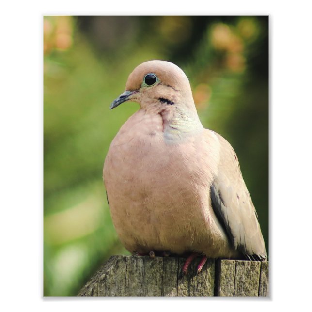 Serene Mourning Dove Sits on Fence Fototryck (Framsidan)