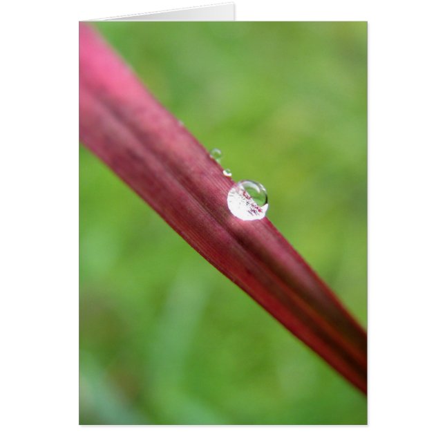 Serene OBS Kort (Framsidan)