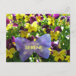Serene Pansy-vykort Vykort
