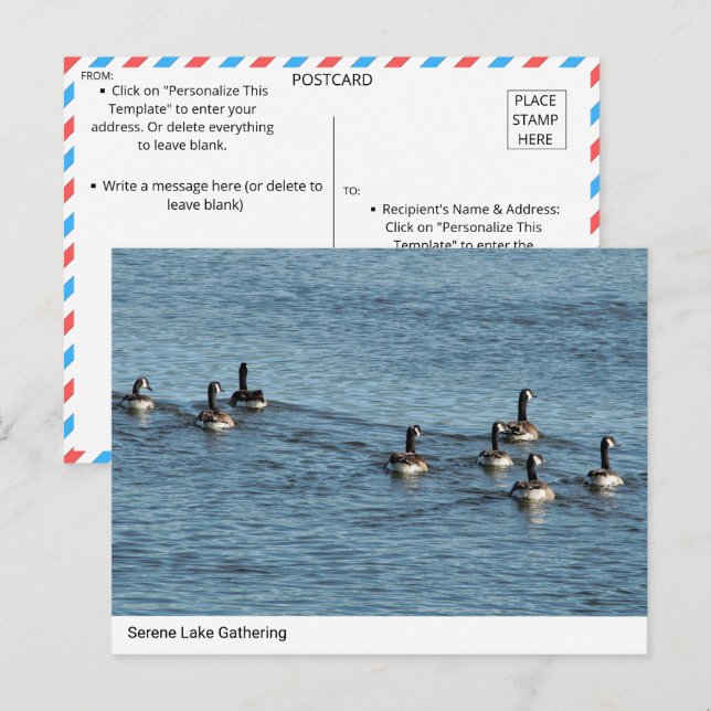 Serene Sjö Gathering - Kanadas vykort för gäss (Fram/baksida)