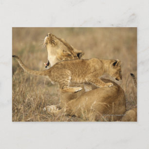Serengeti nationalpark, Tanzania Vykort