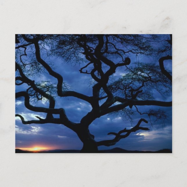 Serengeti nationalpark, Tanzania Vykort (Framsida)