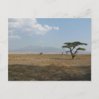 Serengeti Plains Vykort
