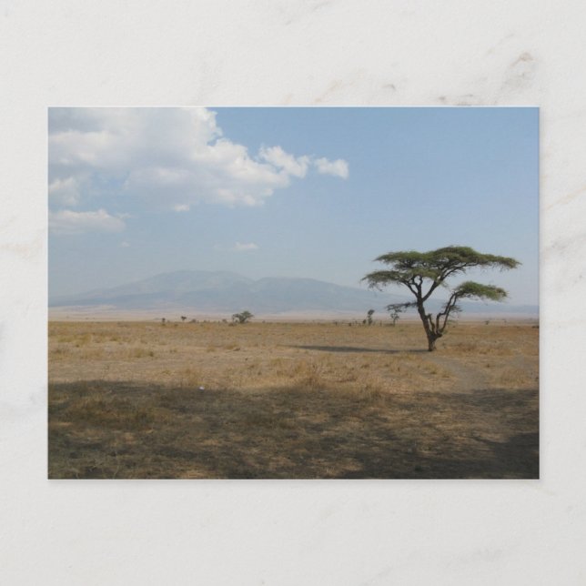 Serengeti Plains Vykort (Framsida)