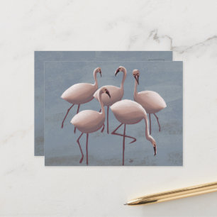 Serengeti Rosa Flamingos Safari Wildlife Vykort