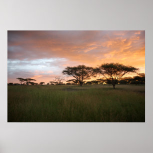 Serengeti solnedgång poster