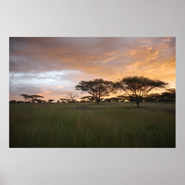 Serengeti Sunset Poster (Framsidan)