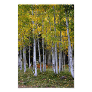 Serenitet i Guld och Grönt Aspen Fototryck