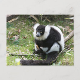 Serenitet i Vilden: Black and White Ruffed Lemur Vykort