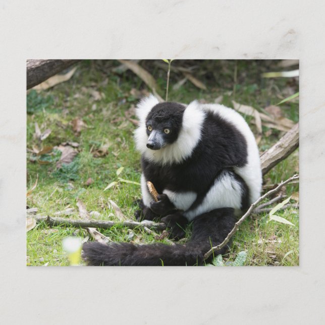 Serenitet i Vilden: Black and White Ruffed Lemur Vykort (Framsida)