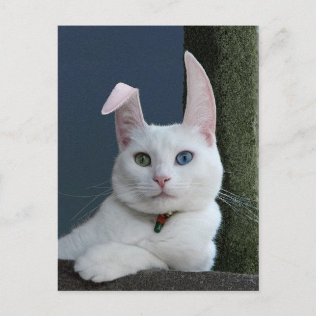 Serenity as Bunny vycard Vykort (Framsida)