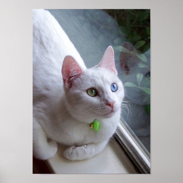 Serenity by Window poster (Framsidan)