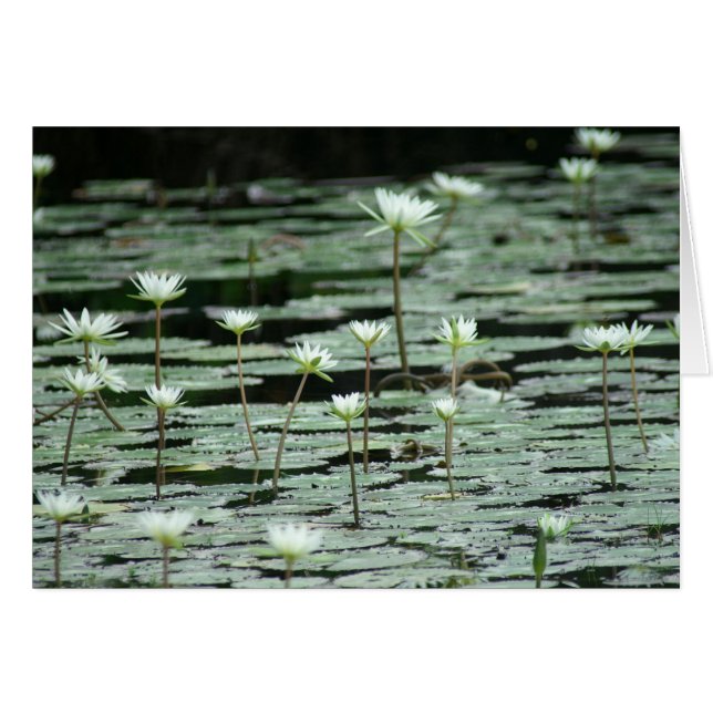 Serenity OBS Kort (Framsidan Horizontal)