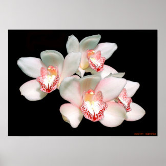 SERENITY POSTER