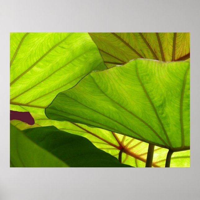 Serenity Poster (Framsidan)