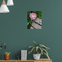 Serenity Prayer Rosa Peony Blommig Poster