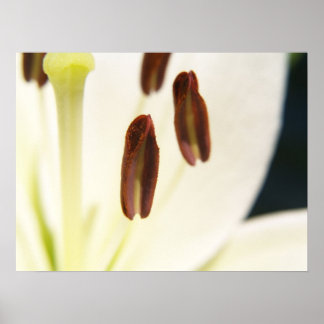 Serenity Print Poster