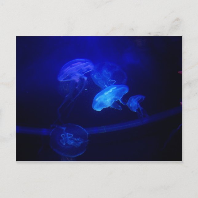 Serenity Vykort (Framsida)