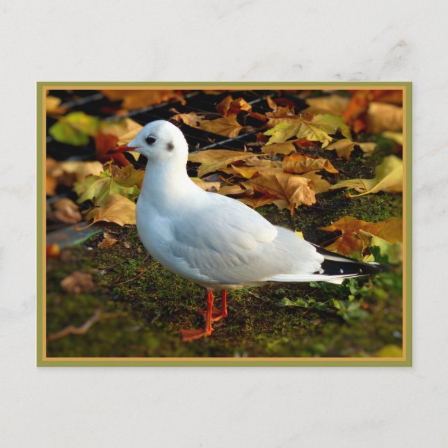 Serenity Vykort (Framsida)