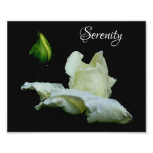 Serenity White Rosenknopp inspirational Ord 8 x 10 Fototryck