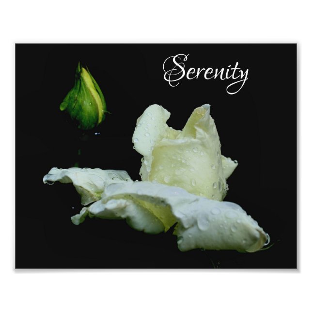 Serenity White Rosenknopp inspirational Ord 8 x 10 Fototryck (Framsidan)