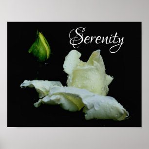 Serenity White Rosenknopp Inspirational Ord Poster