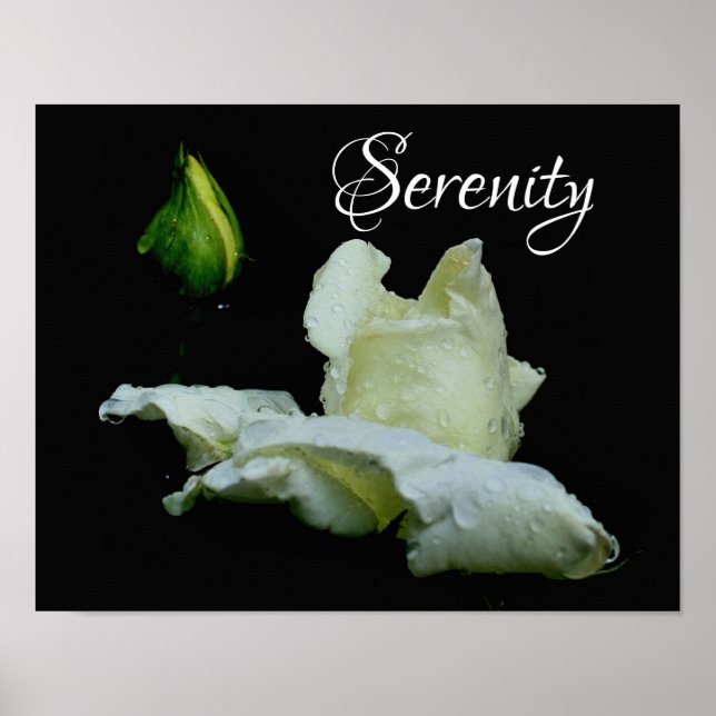 Serenity White Rosenknopp Inspirational Ord Poster (Framsidan)