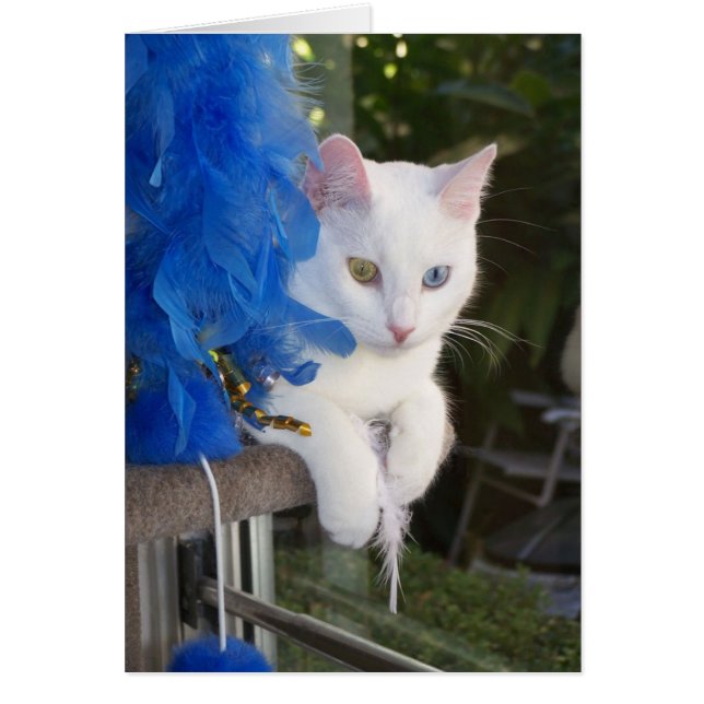 Serenity with boa card hälsningskort (Framsidan)