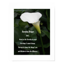 Serenitybön Vit Calla Lili Blomma