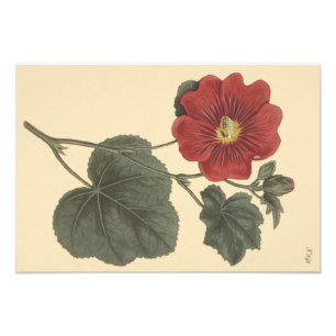Seringapatam Hollyhock Botanical Illustration Fototryck
