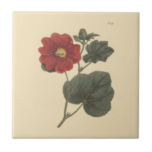 Seringapatam Hollyhock Botanical Illustration Kakelplatta