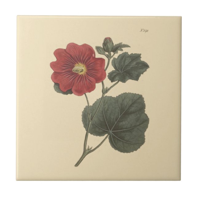 Seringapatam Hollyhock Botanical Illustration Kakelplatta (Framsidan)