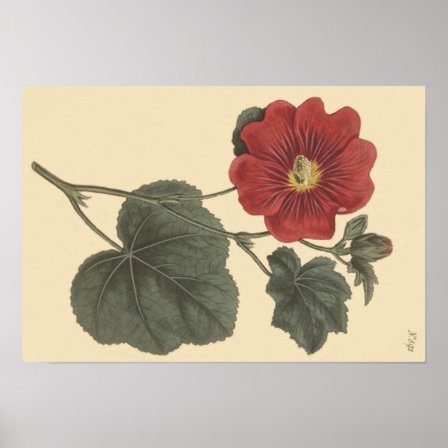 Seringapatam Hollyhock Botanical Illustration Poster (Framsidan)