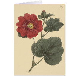 Seringapatam Stockros Illustration Hälsningskort