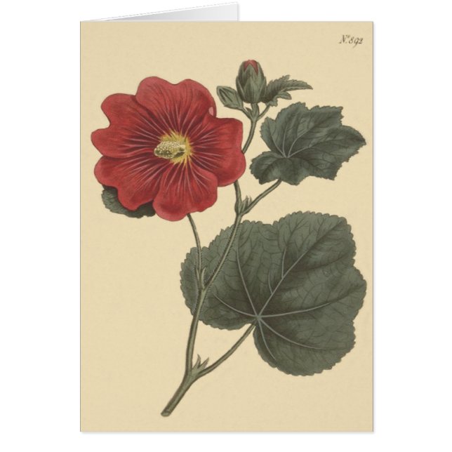 Seringapatam Stockros Illustration Hälsningskort (Framsidan)