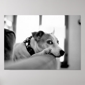 Seriös Side Öga. Poster