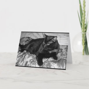 Seriös svart katt kort