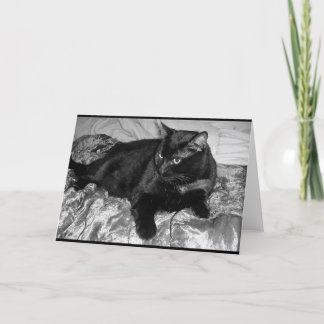 Seriös svart katt kort