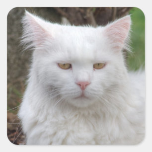 Seriös vit katt fyrkantigt klistermärke